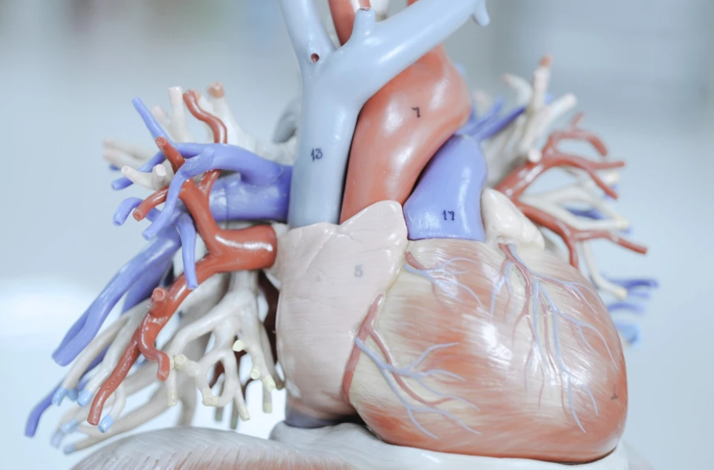 Пороки сердца: этиология, классификация, клинические проявления и лечение